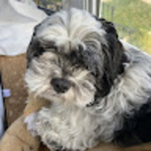 Meet your Posher, Abby